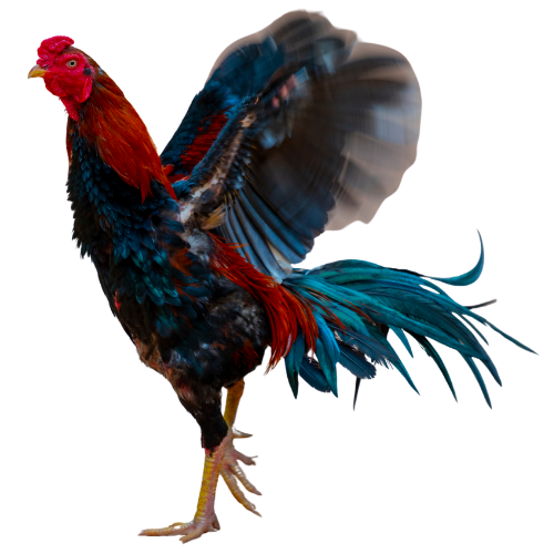 Rooster logo